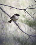 Eastern Phoebe 5418